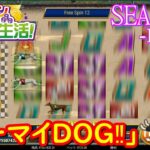 オンラインカジノ生活SEASON3-Day8-【JOYカジノ】