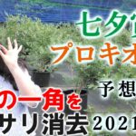 【競馬】七夕賞 プロキオンS 2021 予想(マリーンS,阿武隈Sはブログで）ヨーコヨソー