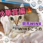 競馬WIN５秋華賞編