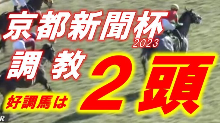 京都新聞杯2023　追い切り診断！！　今一度あの馬を信じる！！で…　元馬術選手のコラム【競馬】